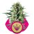 Special Kush n. 1 - feminizované semienka 3 ks Royal Queen Seeds