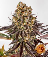 GELATO 45 feminizované semínka 5 Ks Barney´s Farm