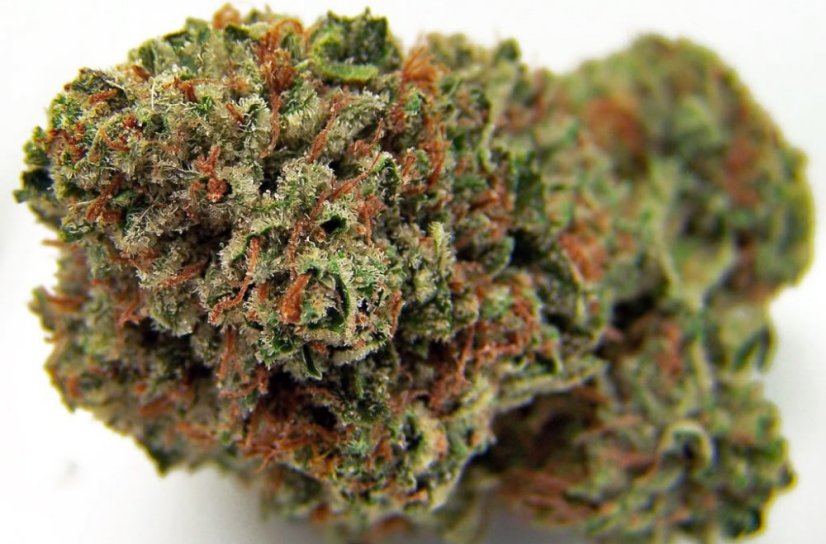Bubba Kush - feminizovaná semienka 5ks Humboldt