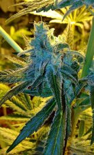 Mr Nice G13 x Hash Plant 10 ks štandardizované feminizované semená Sensi Seeds
