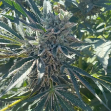 Big Mike's Genetics GMO-8541 feminizované semená, 3 ks