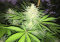 Bubble Gum - a hybrid cannabis strain with a dominant Indian component and high THC content