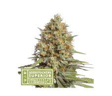 Triton Biscotto Lime Auto - nasiona marihuany autoflower 5 sztuk, Seestockers