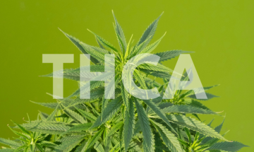 THC vs THCA: V čem je rozdíl? 