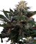 Lockdown Kush - Feminizované semienka konope 5 ks, Sensi Seeds