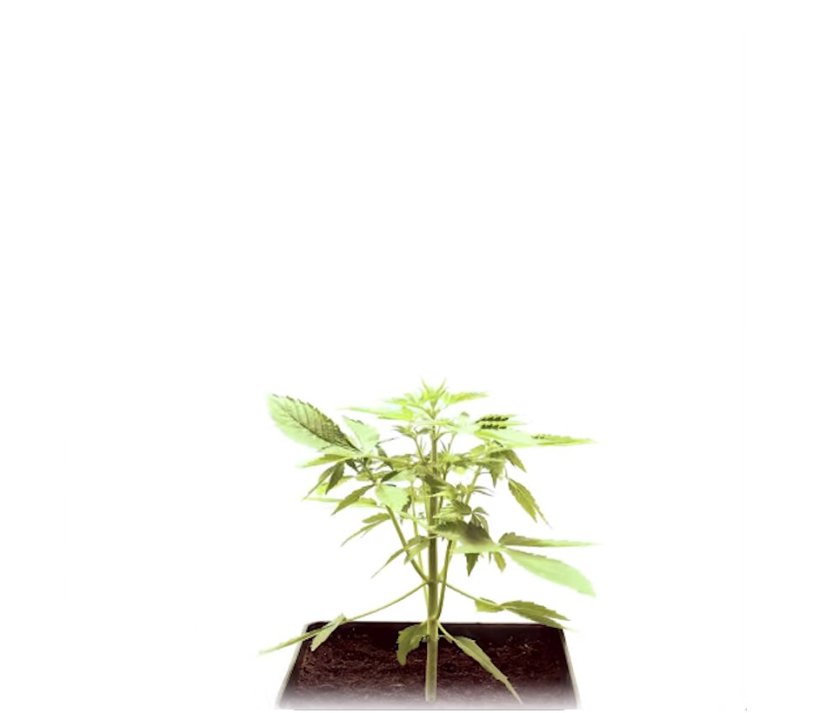 StarRyder autoflowering semínka 3ks Dutch Passion