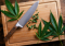 9 Most Common Mistakes You Must Avoid When Cooking with Hemp