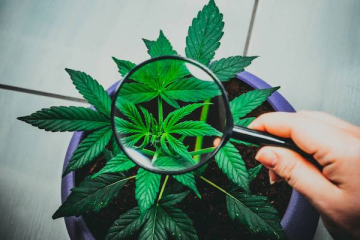 10 häufigste Mythen über Cannabis und ihre Erklärung