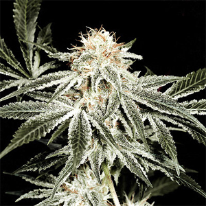 White Widow – feminizovaná semínka 5 ks Ministry of Cannabis