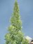 AutoDurban Poison®- autoflowering semienka 3ks Dutch Passion