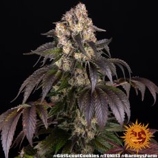 Girl Scout Cookies - feminizované semená, 3 ks, Barneys Farm