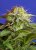 Green Poison - Feminized Seeds 3 pcs Sweet Seeds