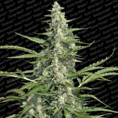 Pandora - feminized And autoflowering seeds 10 pcs Paradise Seeds