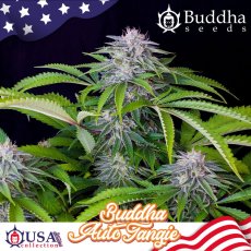 Buddha Auto Tangie, 10 ks, Buddha Seeds