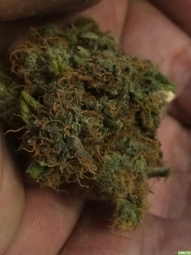 Haze Berry - feminizované semená 10 ks Royal Queen Seeds
