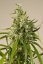 Trainwreck - feminizovaná semienka 3ks Humboldt