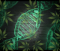 Cannabis Genetics: Everything You Need to Know