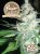 Northern Light - 10 fem. i Seeds of Fair Seeds