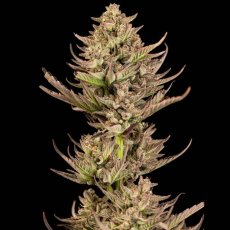 Purple Punch F1 Fast Feminizowane Nasiona - 1