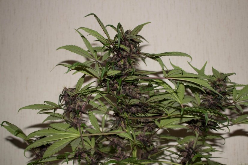 Dark Devil Auto - feminizovaná a samonakvétací semínka 3ks Sweet Seeds