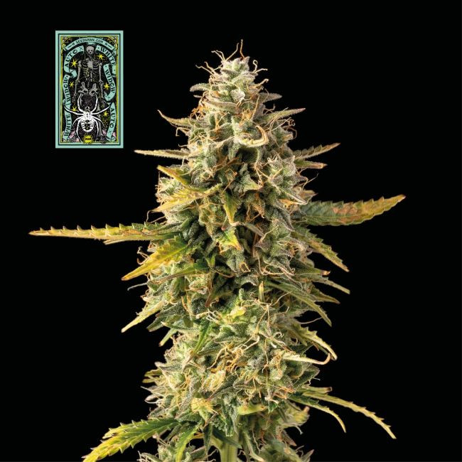 White Widow - samonakvétací feminizovaná semena konopí 10 ks, Seedsman