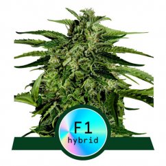 Apollo F1 - automatycznie kwitnące nasiona marihuany 5 sztuk, Royal Queen Seeds