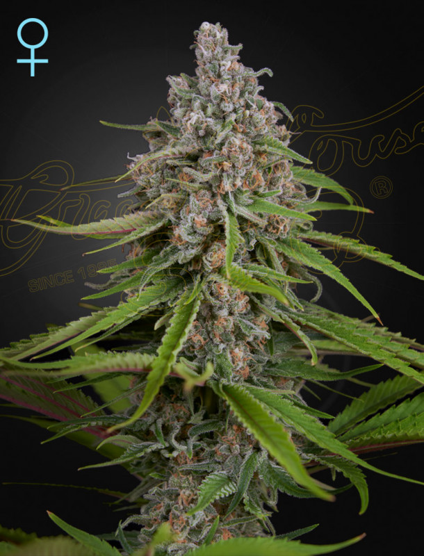 Deep Candy CBD - feminizovaná semínka 5 ks Green House Seeds