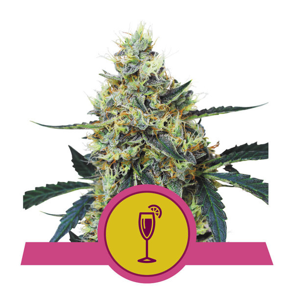 Mimosa - feminizovaná semínka 3 ks, Royal Queen Seeds