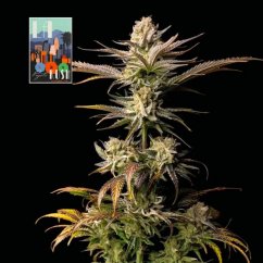 L.A. Peyote Kush - feminized cannabis seeds 3 pcs, Seedsman