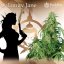 Calamity Jane auto - feminizovaná semínka, 3 ks, Buddha Seeds
