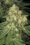 Allkush - feminizované semená 10 ks Paradise Seeds