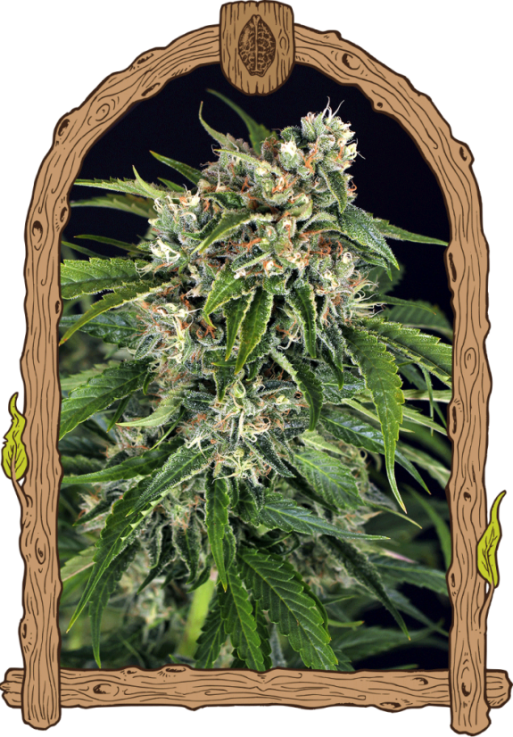 Sir Jack Auto Pure CBD - feminizowane samokwitnące nasiona, 10 szt., Exotic Seed