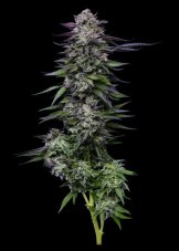 Humboldt Seed Company Candy Hustle nasiona feminizowane