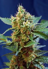 Cream Mandarine XL Auto ® - 10 ks samonakvétacích semínek Sweet Seeds