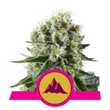 Critical Kush - feminizované semená 10 ks Royal Queen Seeds