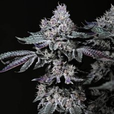 Ethos Genetics Nuggz R1 feminizovaná semena
