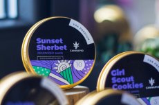 Sunset Sherbet - feminizované semena 3 ks Cannapio