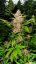 Red Poison Auto - semillas feminizadas y autoflorecientes 5pcs Sweet Seeds