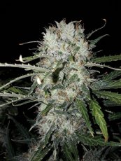 BCN Critical XXL samonakvétací semena 5 ks Seedstockers