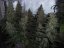 Amnesia Haze 10 ks (Indoor), regulárny semená Hy-Pro