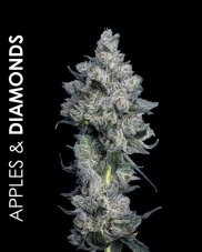 Maven Genetics Apples and Diamonds regulérní semena, 12 ks