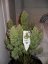 StarRyder autoflowering semínka 3ks Dutch Passion