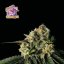 Bubba Cheesecake - feminizowane nasiona konopi 10 sztuk, Seedsman