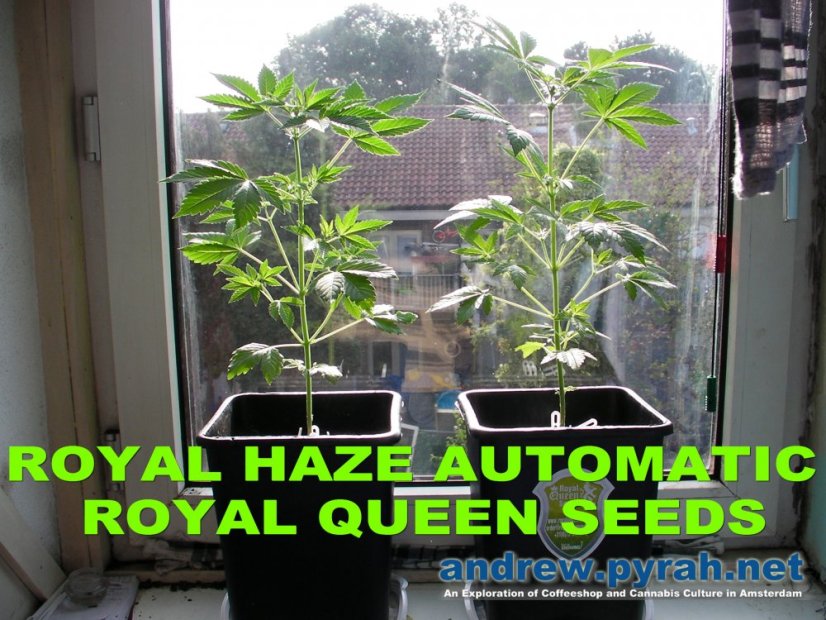 Royal Haze Automatic - fem. a autoflowering semienka 3ks Royal Queen Seeds