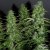 AutoWhite Widow® - selbstblühende Samen 3 Stück Dutch Passion