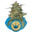 Royal Highness - feminized seeds 3 pcs Royal Queen Seeds