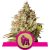 Royal Gorilla - 3 feminizowane nasiona Royal Queen Seeds