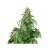 Calamity Jane - gefeminiseerde en autoflowering zaden 10 st Buddha Zaden