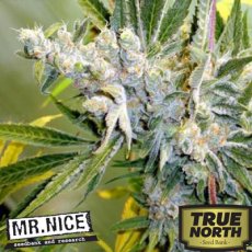 Mr Critical Haze 18 szt. Miło