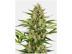 Jack Herer Feminizované Semená - 3